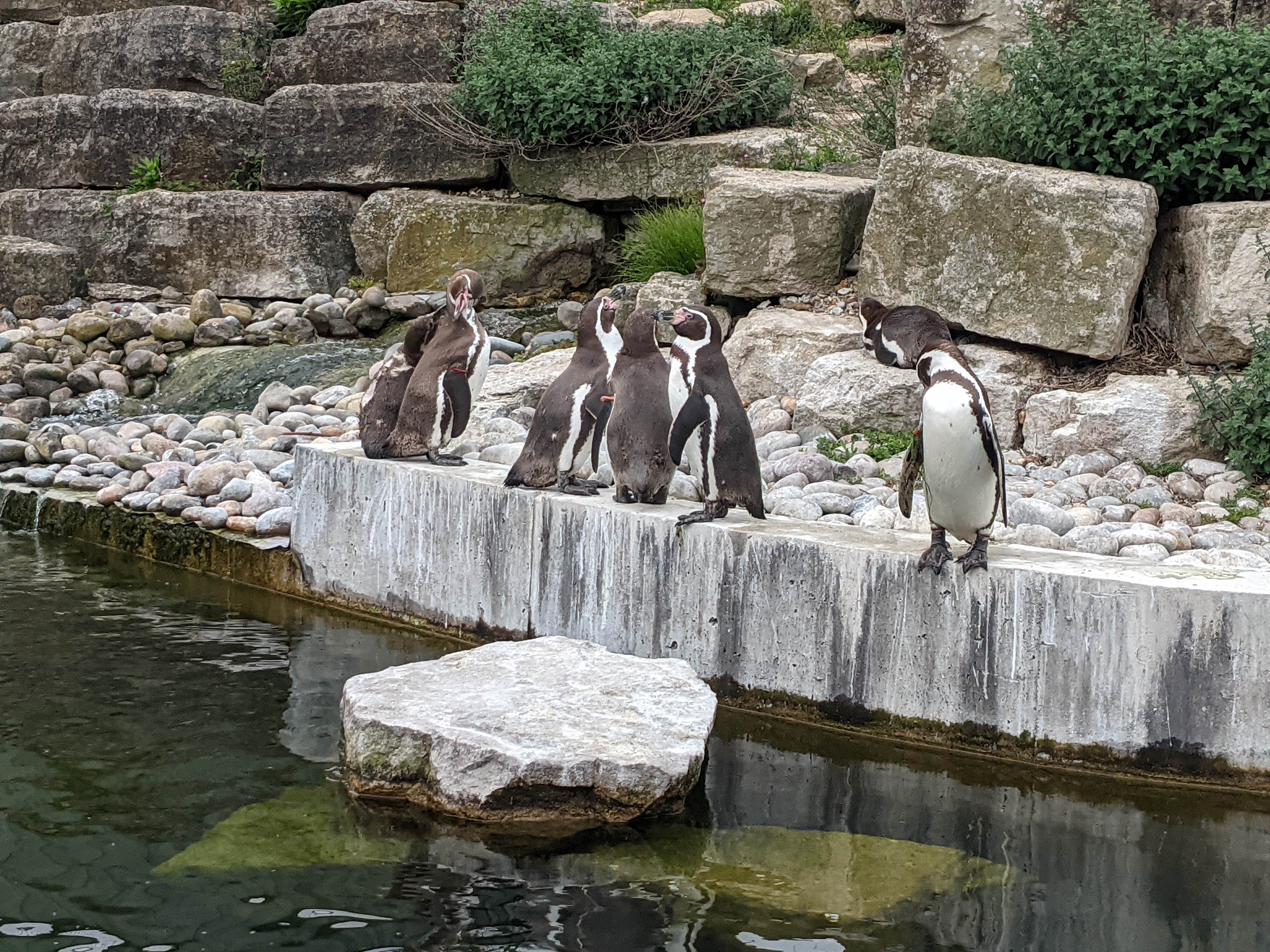 Bird flu confirmed at Marwell Zoo  News  Wave 105