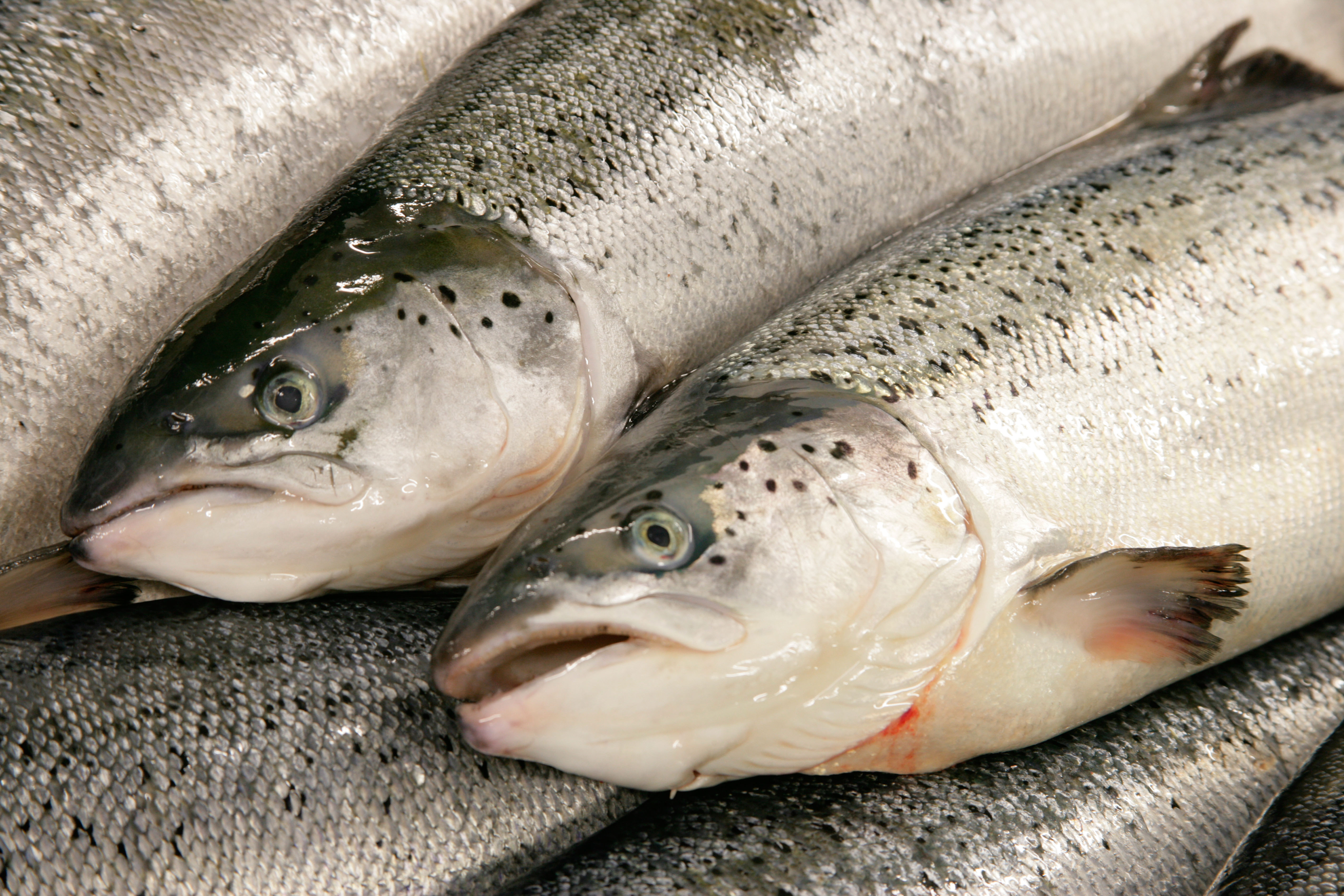 Scottish fisherman are set to benefit from a £128 million trade deal