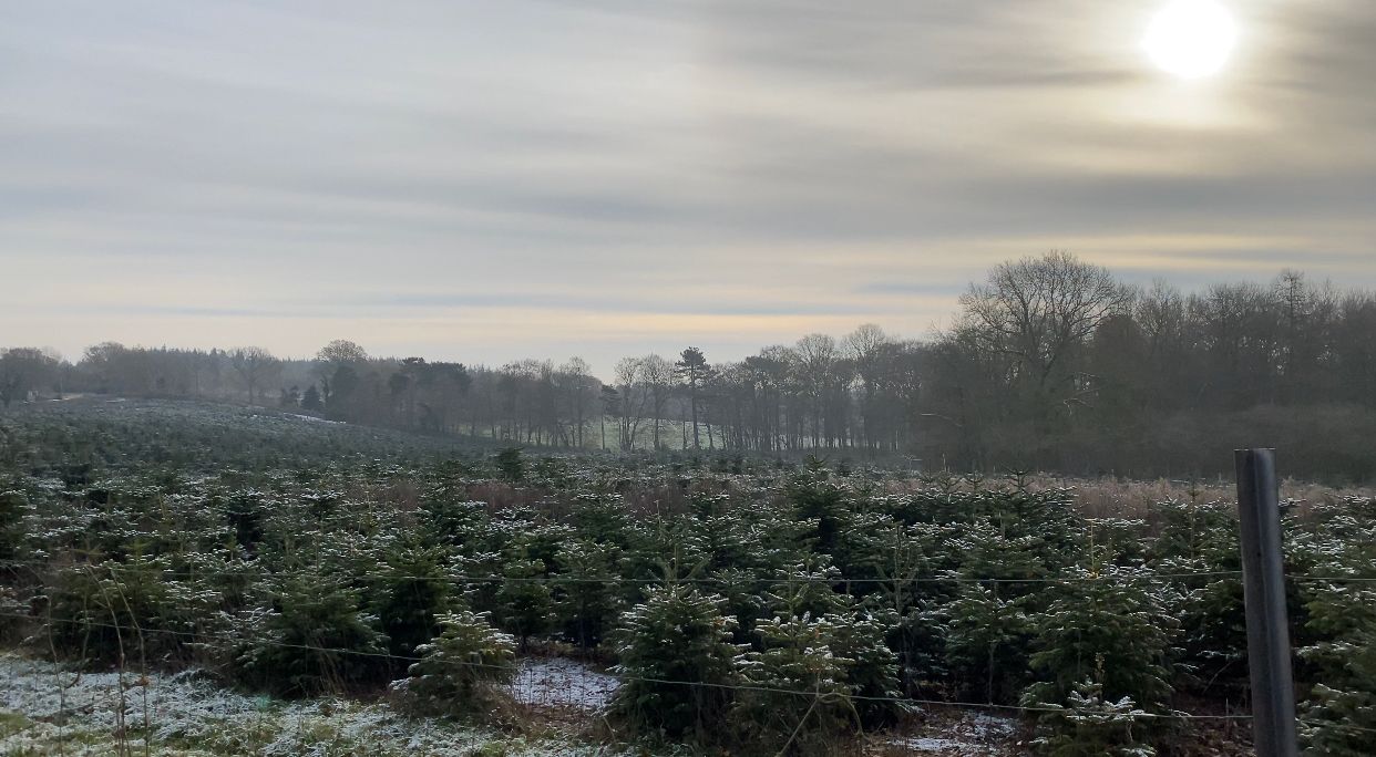 Meet the biggest seller of Christmas trees in the country