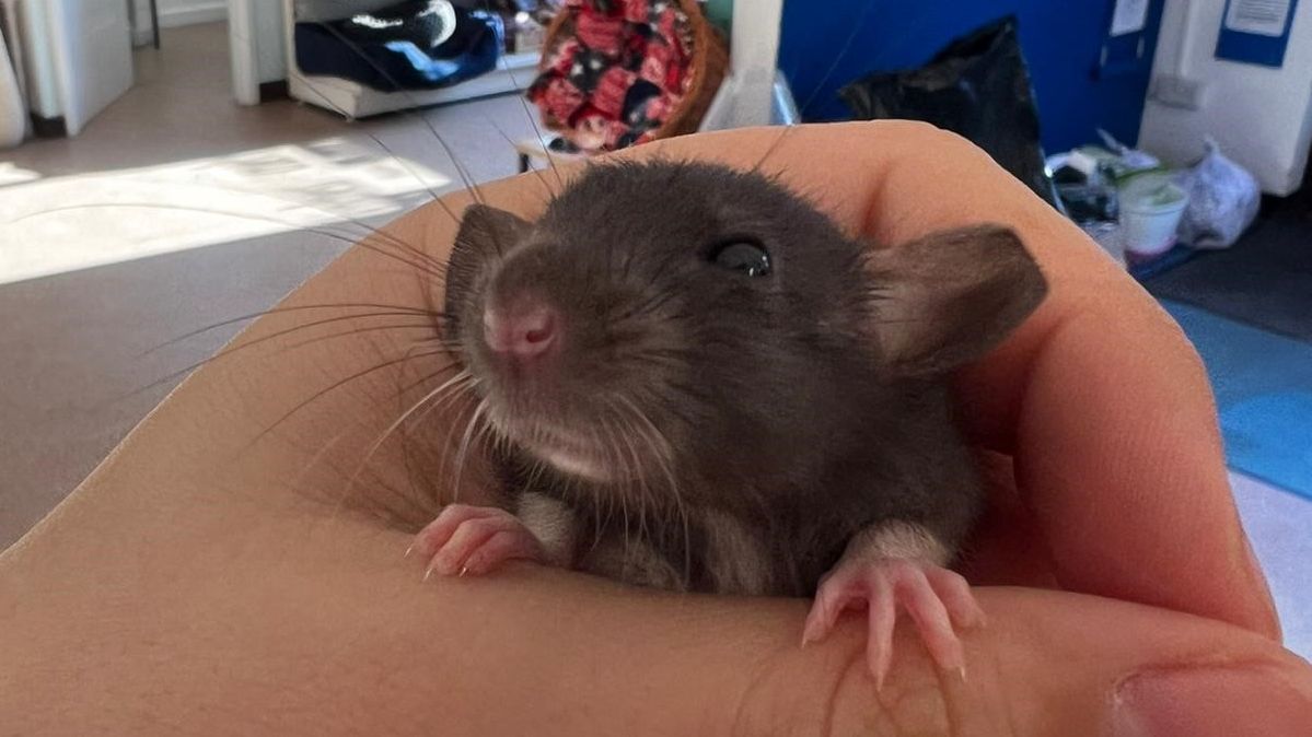 33 rats rescued from Weymouth home after baby boom!