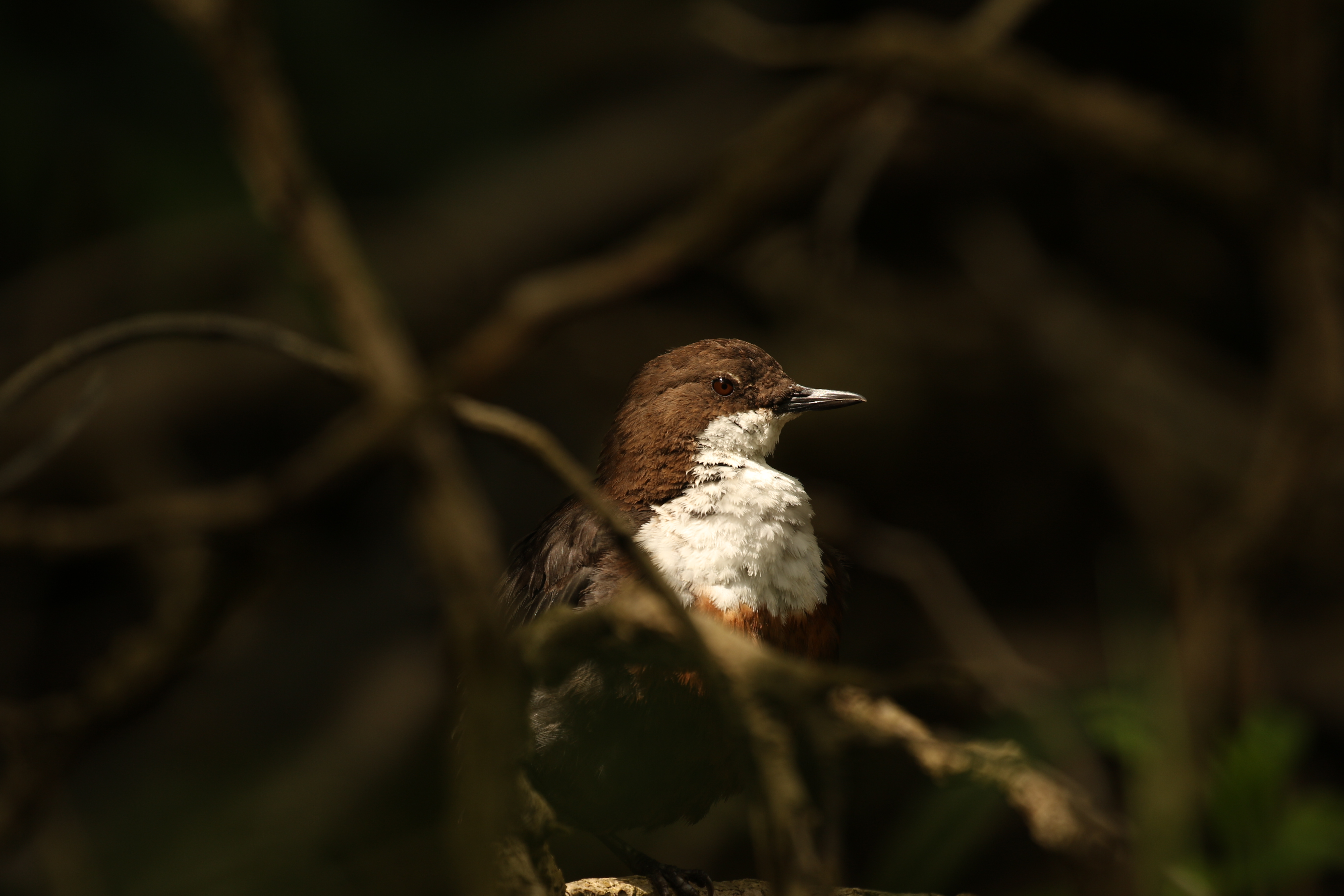 Norfolk kids win RSPCA young Photographer Awards | News - Greatest Hits ...