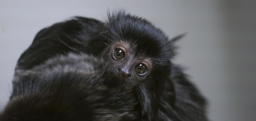 Tiny baby monkey born at Newquay Zoo | News - Greatest Hits Radio ...