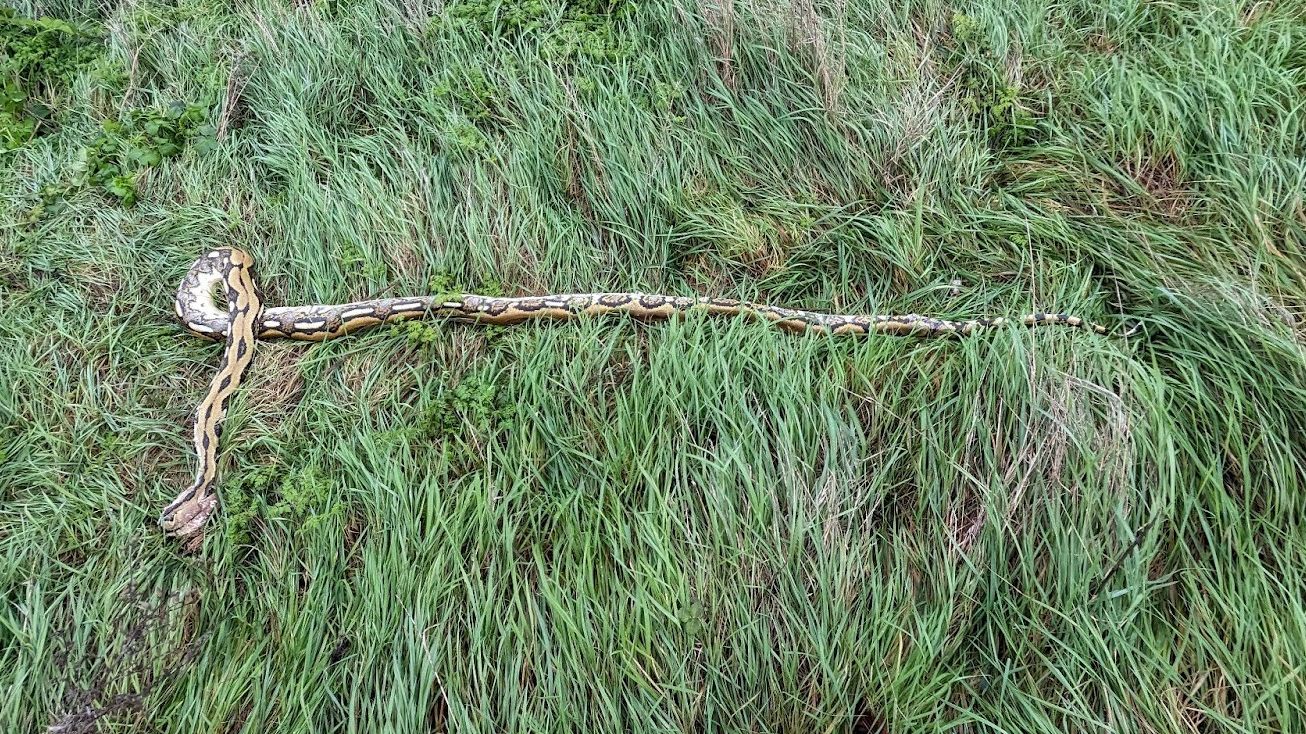 RSPCA appeal after eight-foot long python found dead in Leigh-on-Sea ...