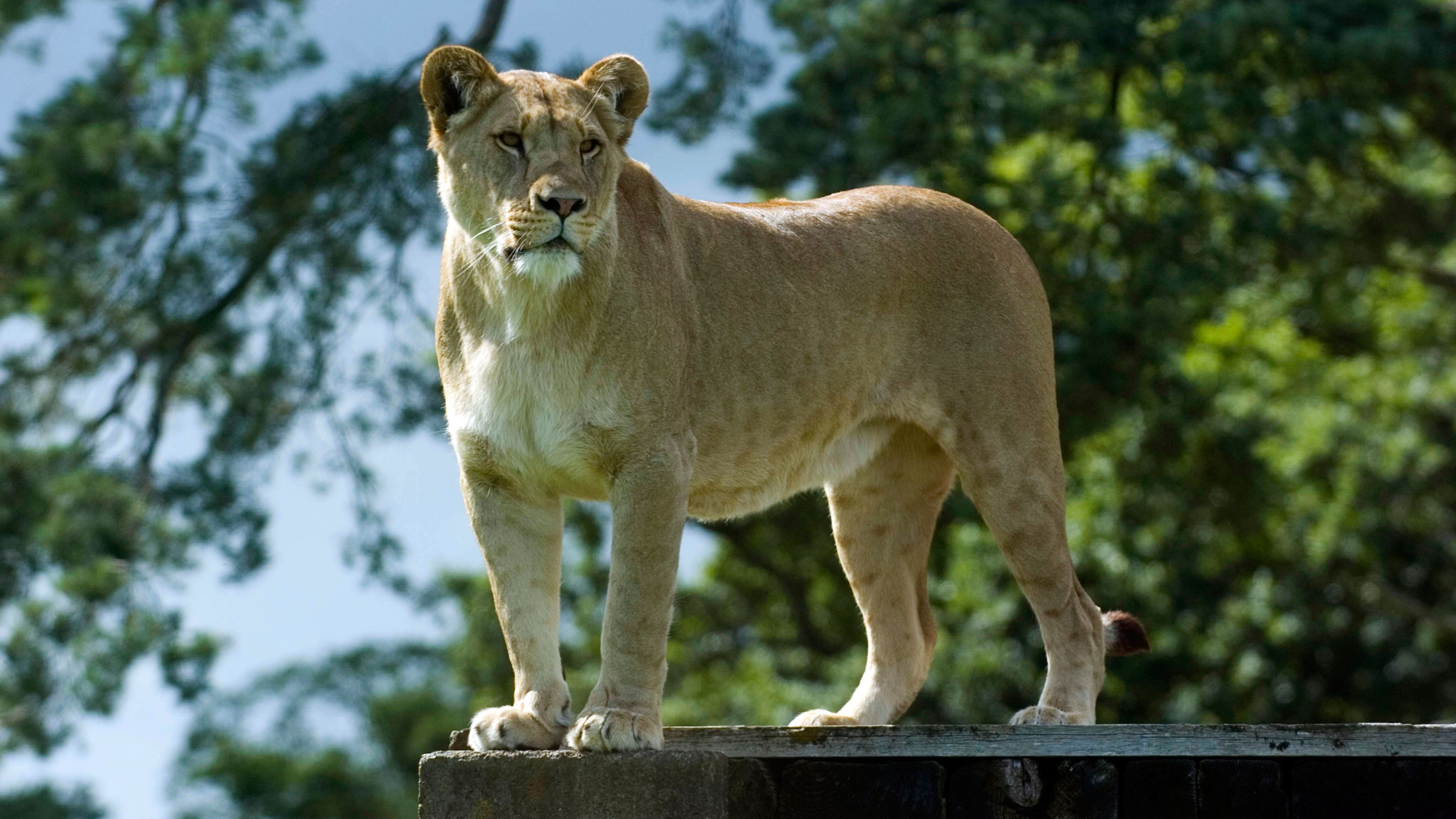 Longleat lioness mauled to death by another lion Longleat lioness mauled to death by another lion