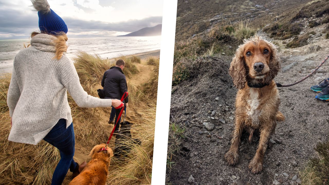 travel to northern ireland with a dog