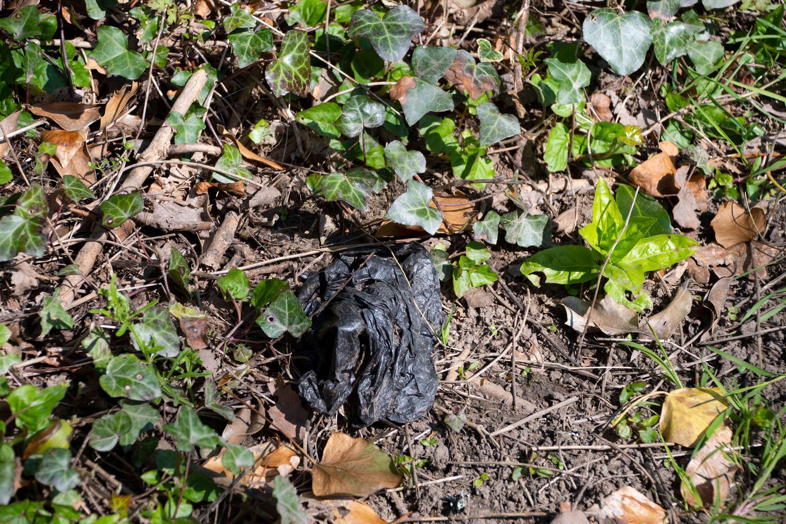 40 Kilograms Of Dog Poo Collected On Charity Walk News Greatest 40-kilograms-of-dog-poo-collected-on-charity-walk-news-greatest