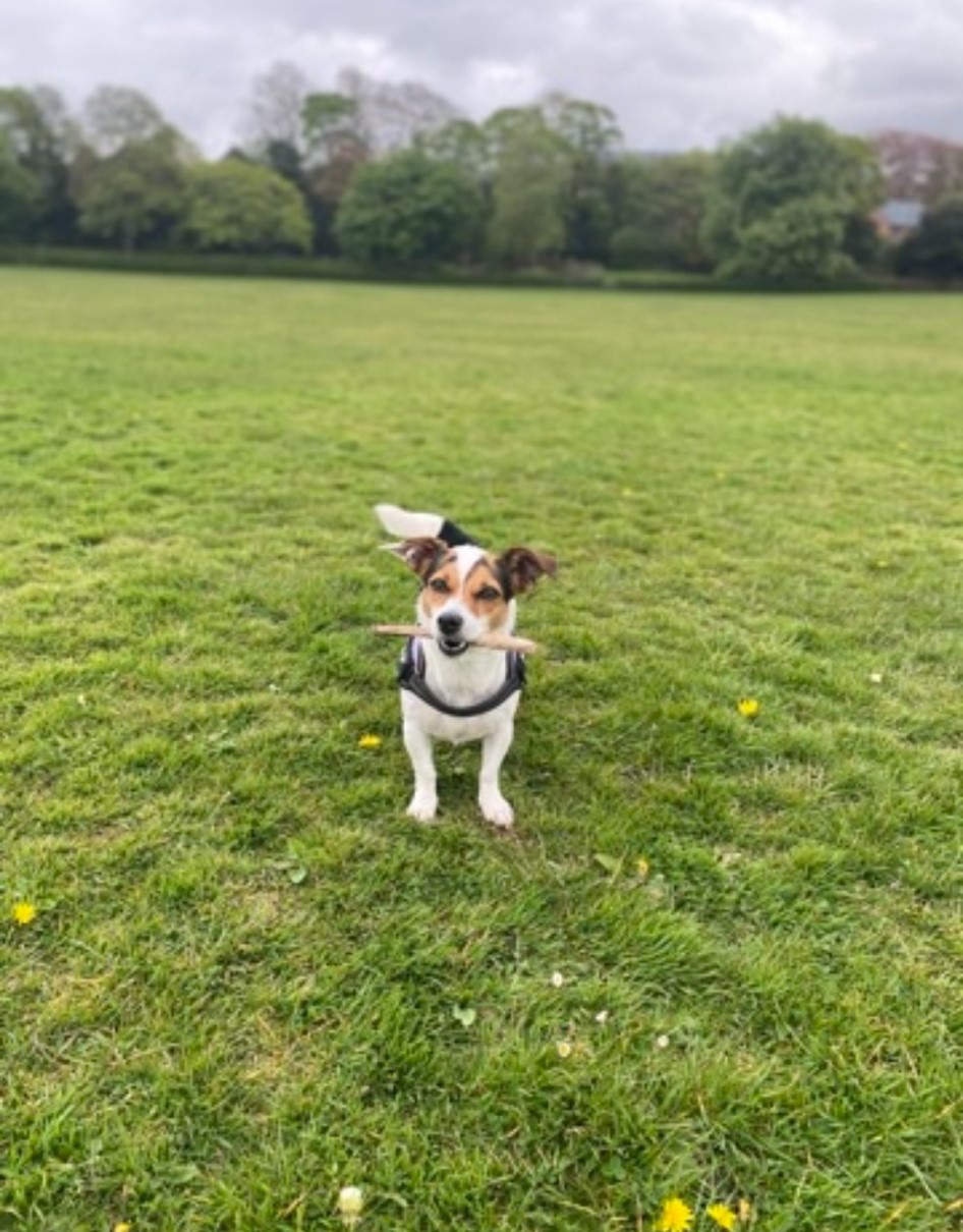 This Gateshead dog really did have her day News Metro Radio