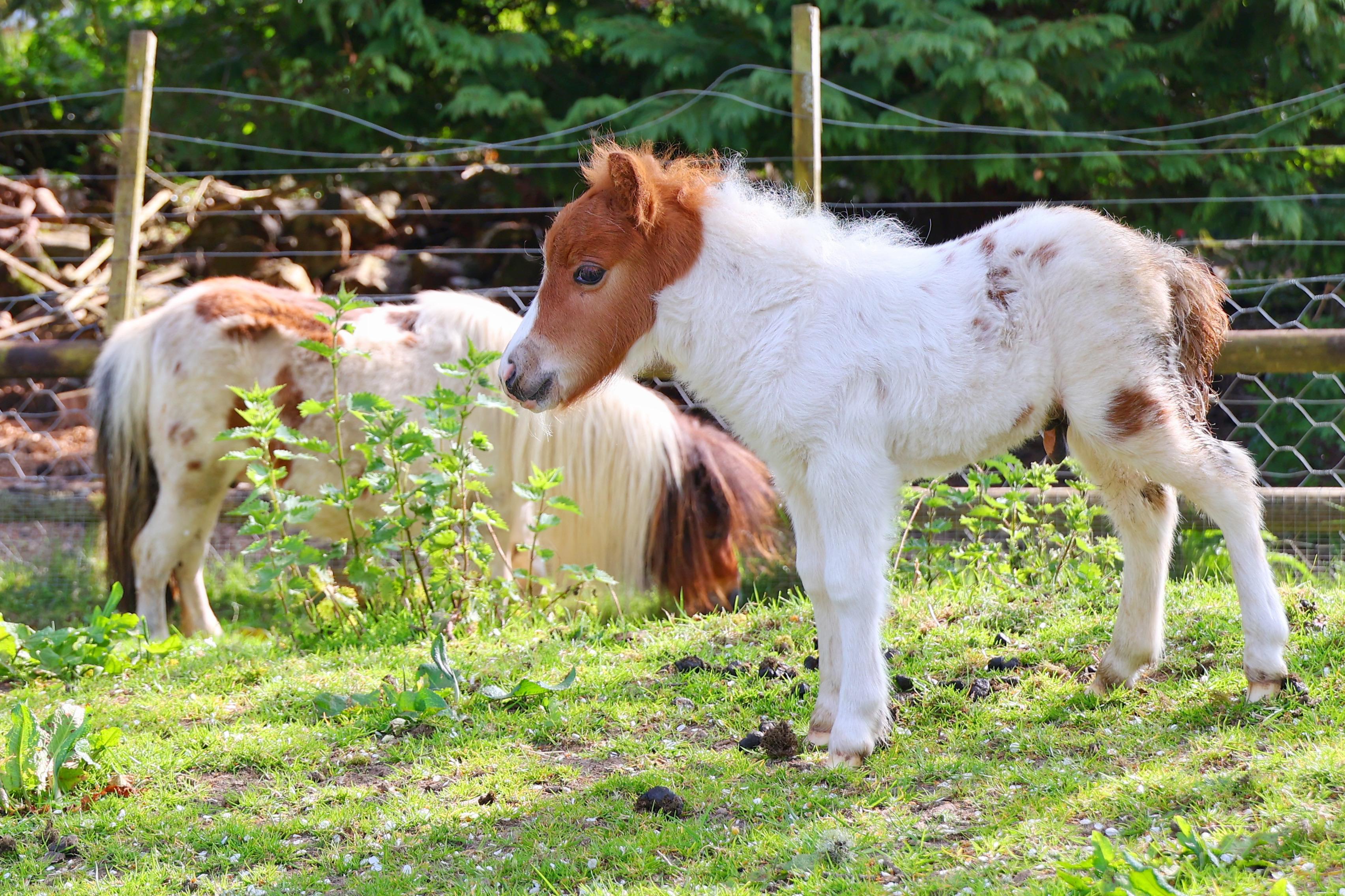 The Miniature Pony Centre on Dartmoor to permanently close