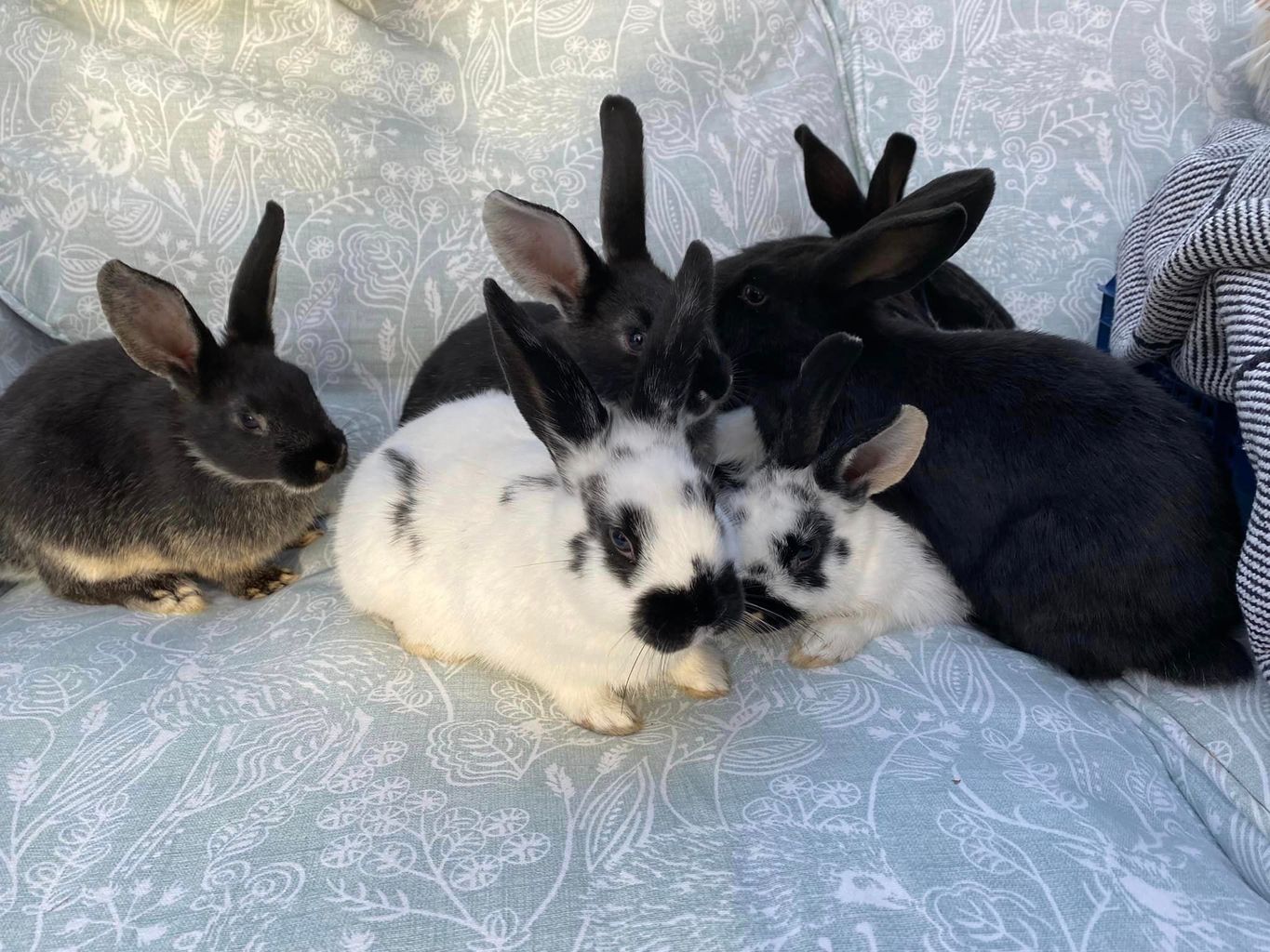 Dorset rabbit rescue sees rise in rehoming of small pets