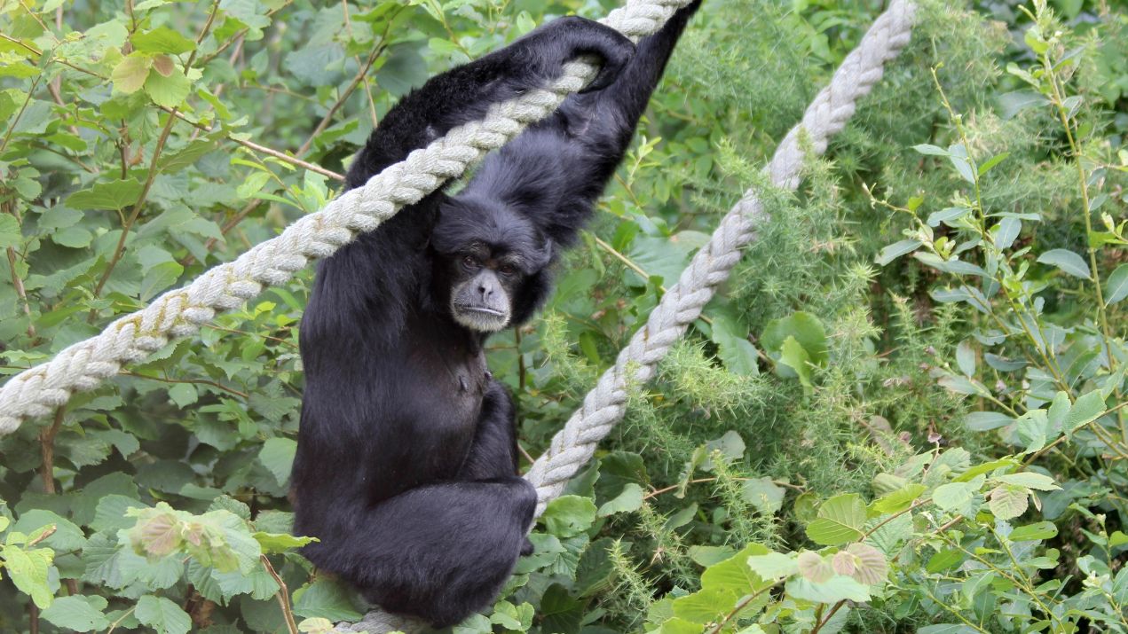 Monkey Ropy Old ferry rope has new use at Dorset's Monkey World | News - Greatest ...