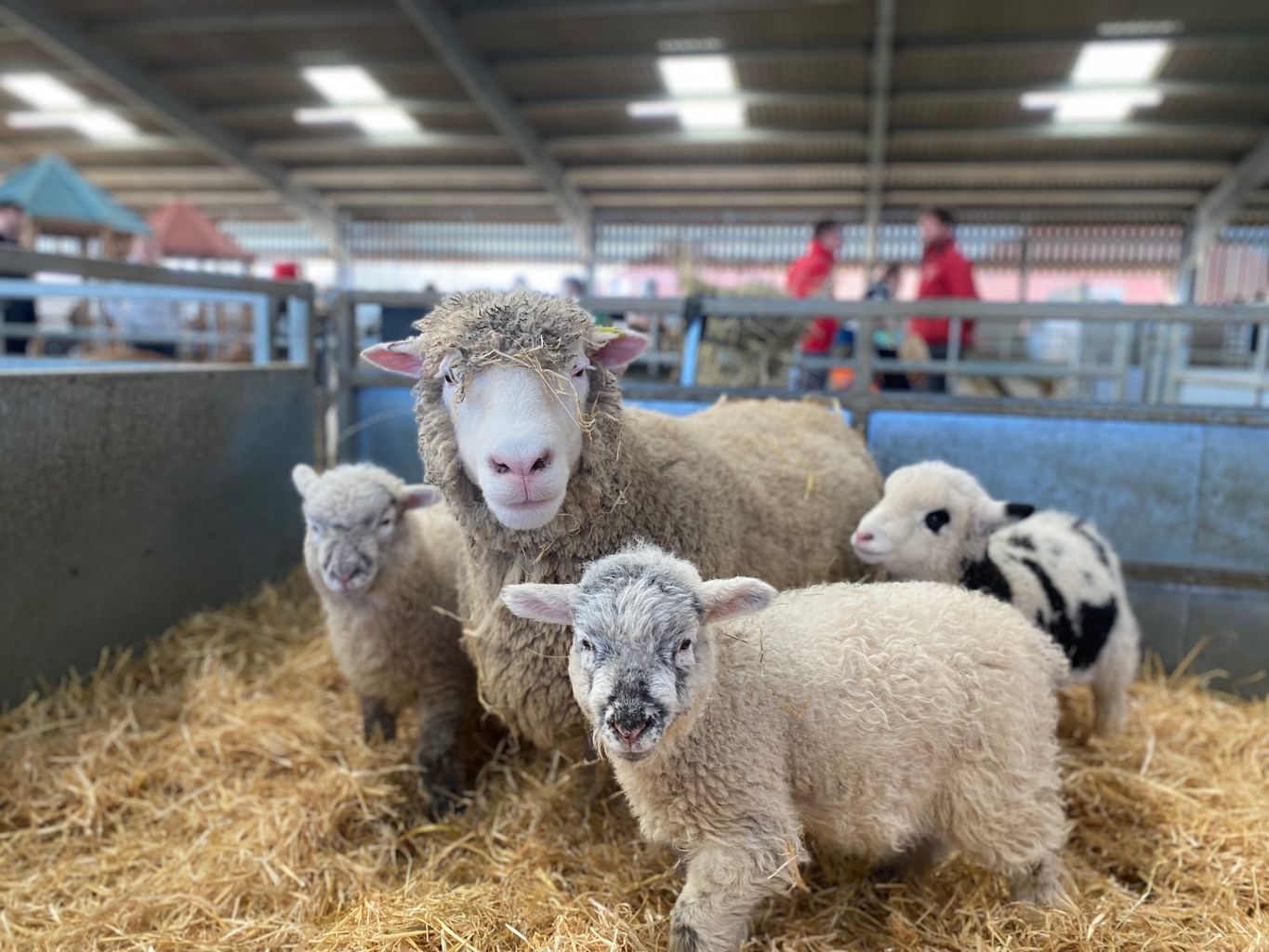 Lamb triplets born at Lincolnshire farm have two different dads