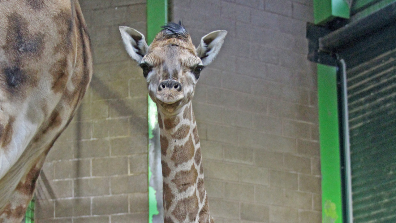 Belfast Zoo Reveal Baby Giraffe's Cute New Name Voted By The Public ...