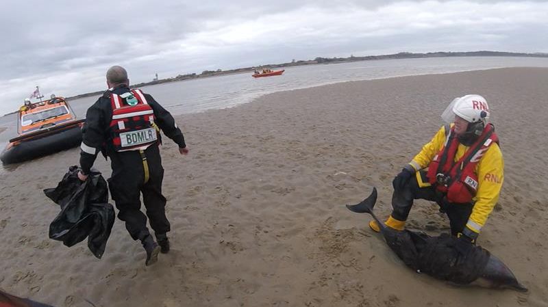 The two dolphins had become stranded on a sandbank in the River Mersey