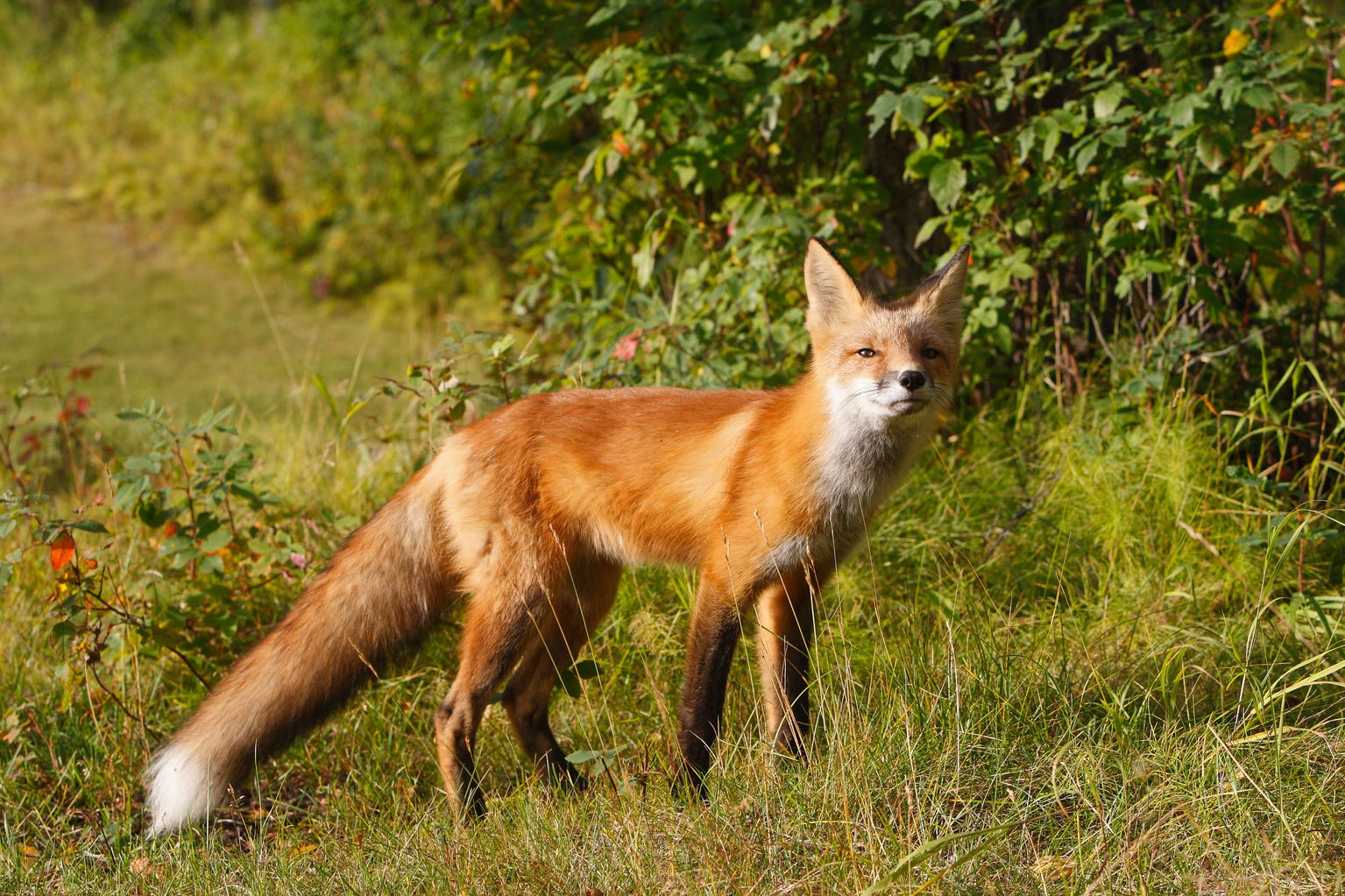 Reports of fox torture investigated in east london