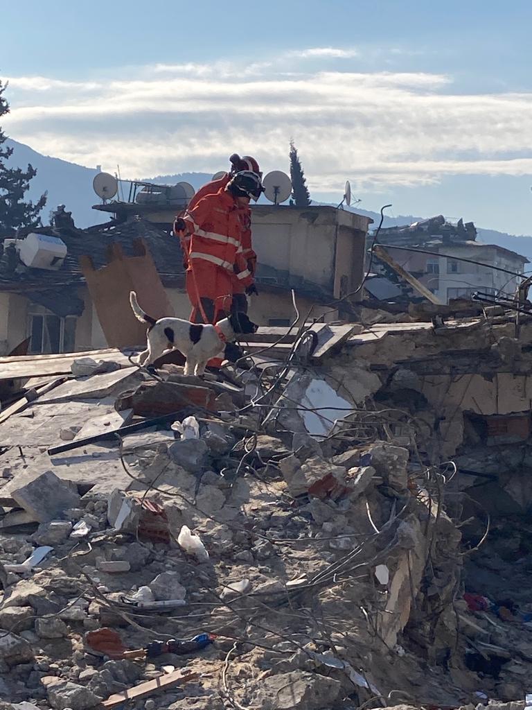 Rescue dog helps victims of Turkey earthquakes