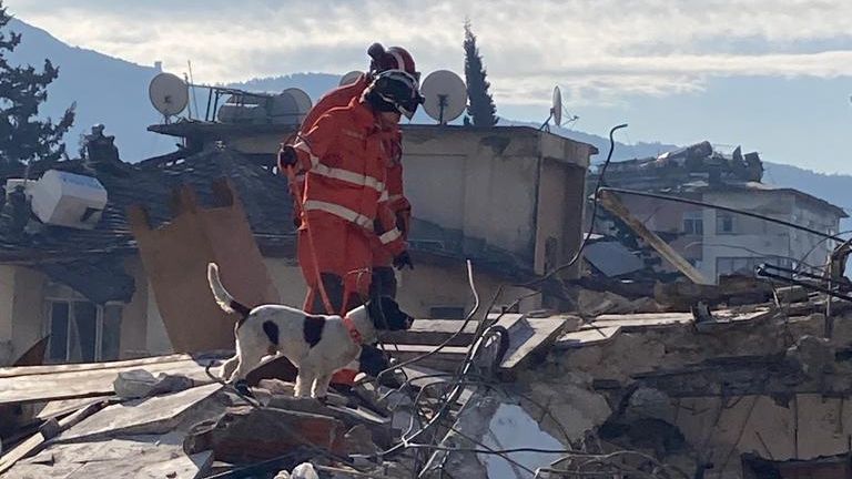 Turkish Spaniel Rescue dog helps victims of Turkey earthquakes