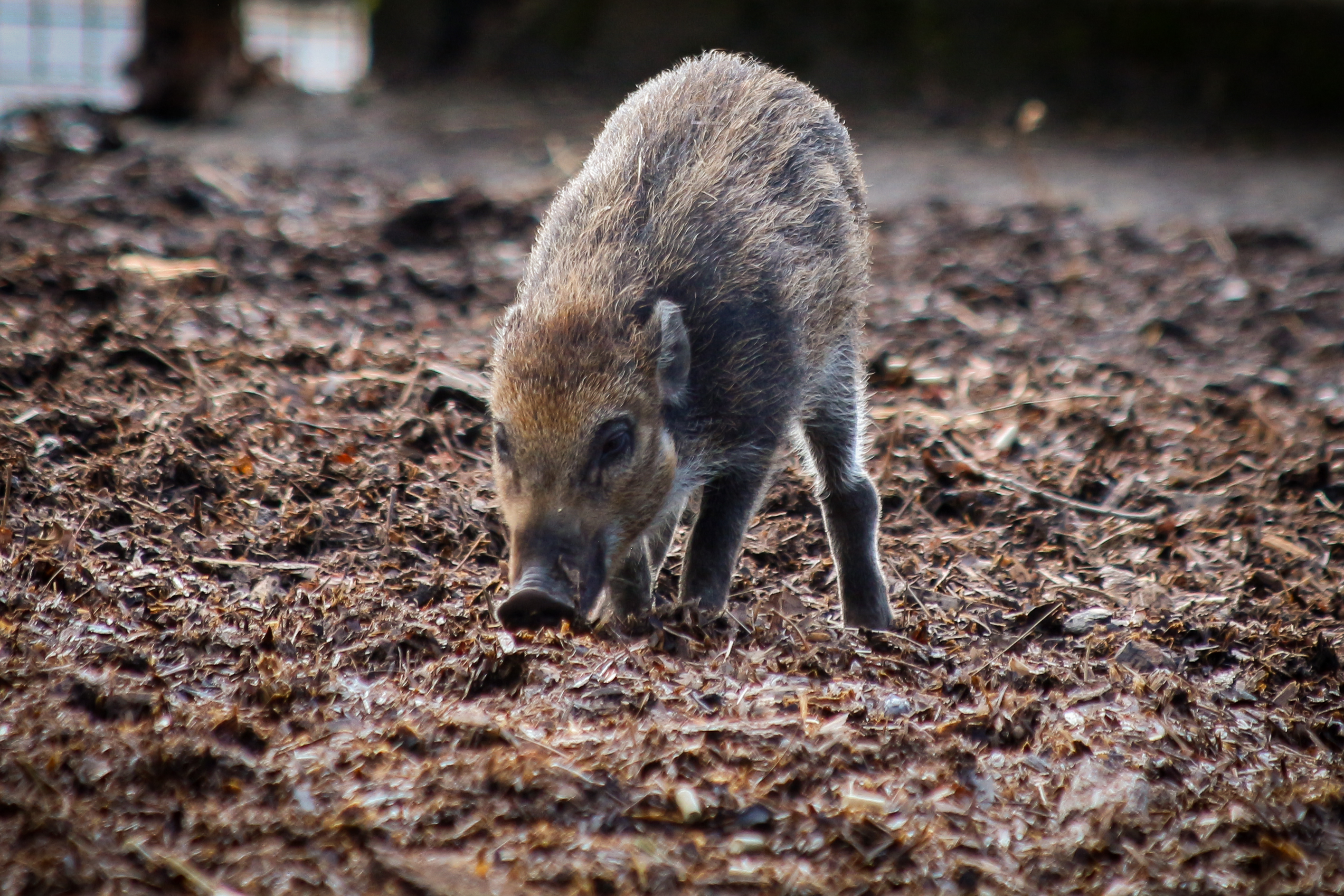 Whipsnade Zoo celebrate first Mother's Day for world's rarest pig