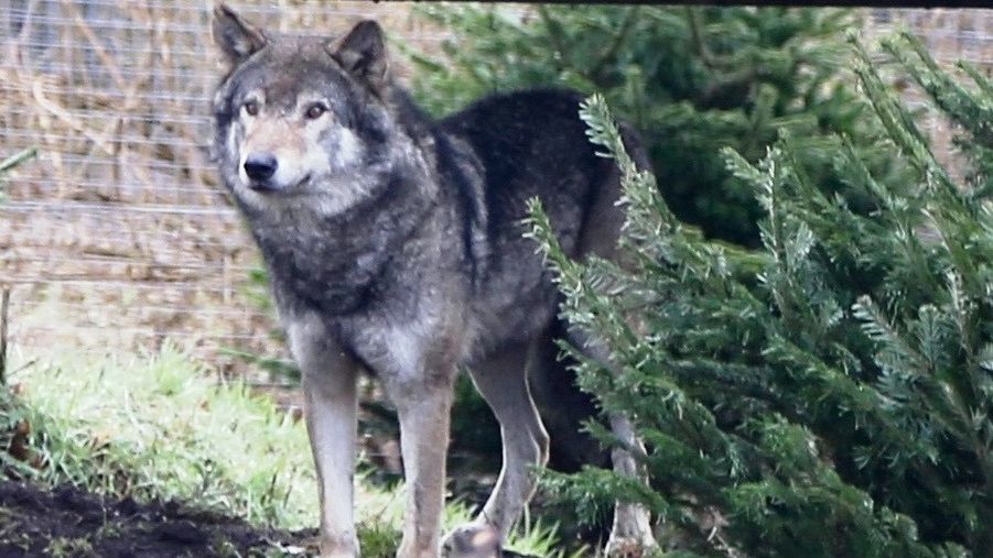 Alpha male wolf Loki