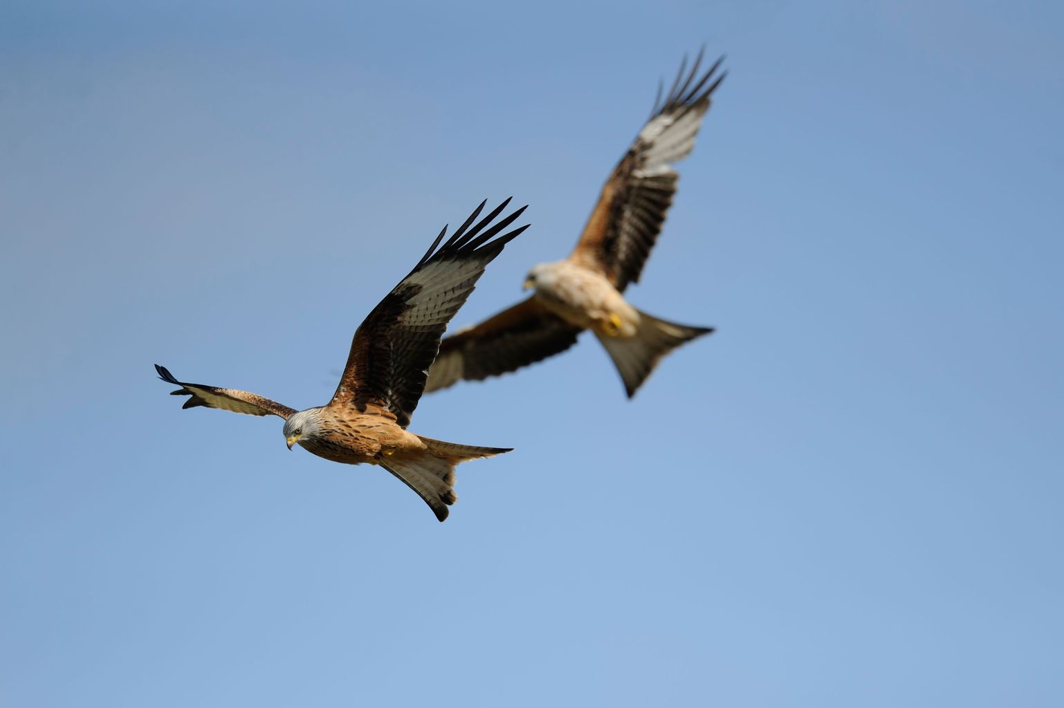 University study into the feeding habits of Red Kites in Reading
