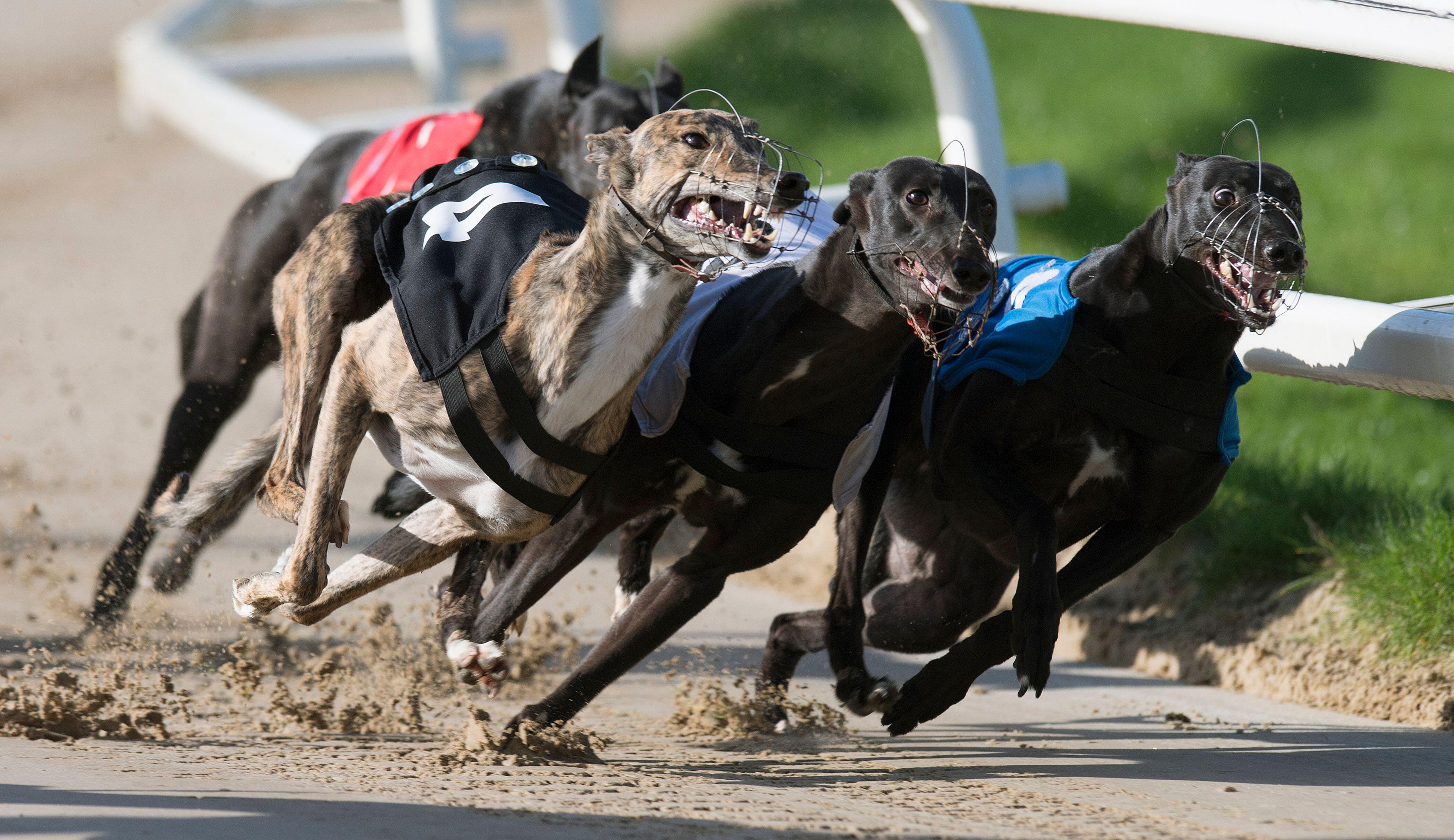 Thornton greyhound hot sale racing