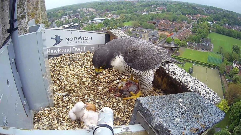 Investigation Launched After Peregrine Falcon Chicks At Norwich Cathedral Die News Greatest