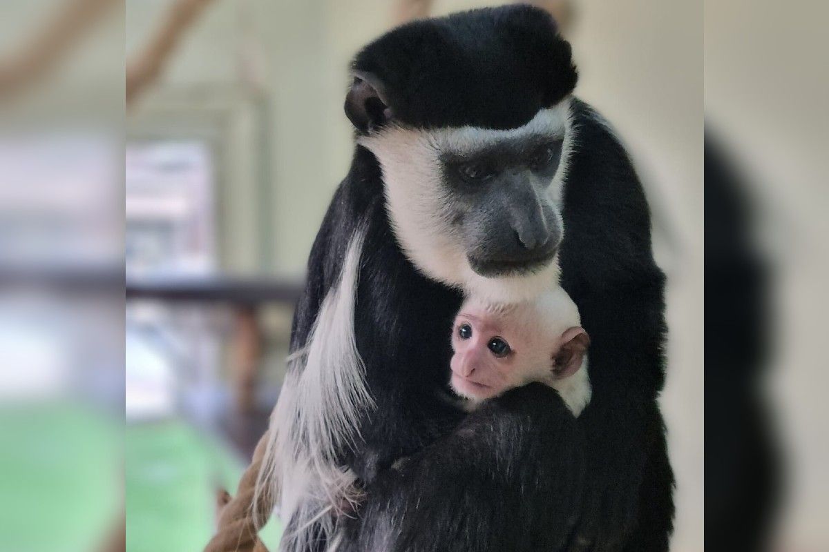 East Sussex zoo welcomes baby colobus monkey