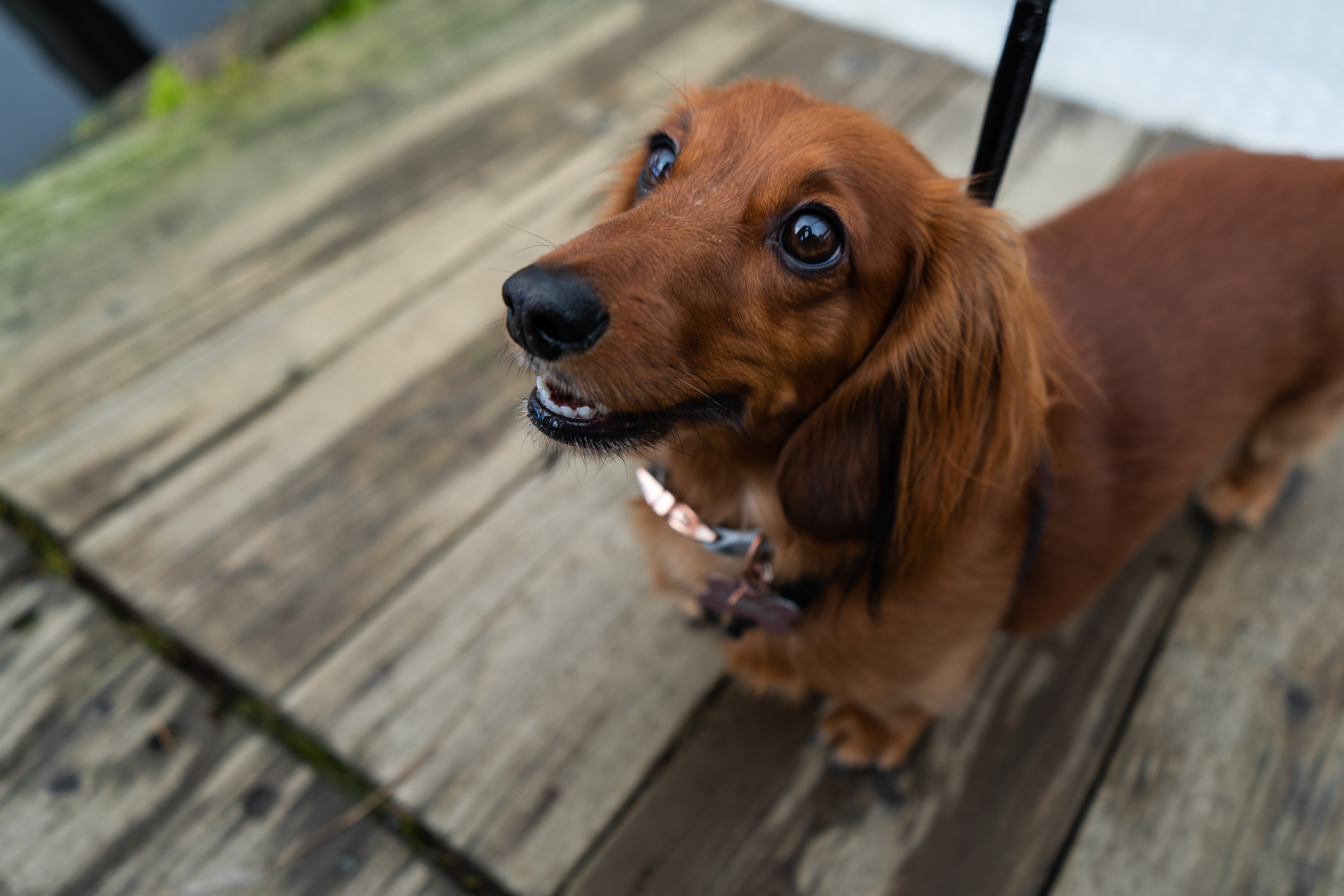Southwold's Sausage Dog Walk to be scaled back after hitting 'red tape' News Hits Radio