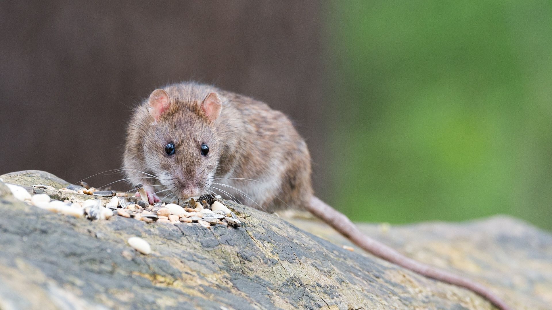 Rats! Infestation hot-spots revealed in North East