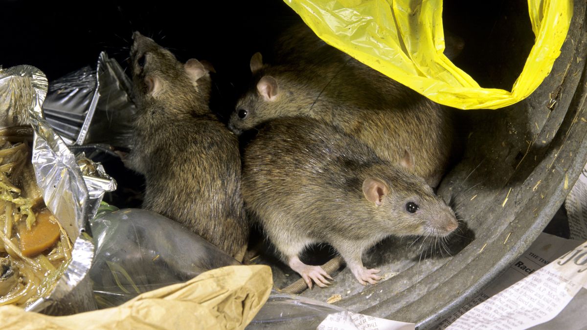 Apollo Rat Glasgow named worst city in Scotland for rat infestations