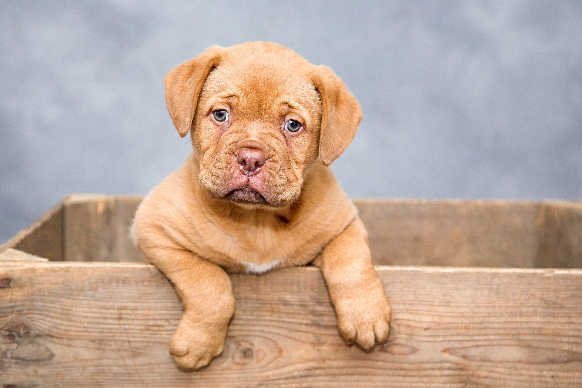 Dogs trust puppies for clearance adoption