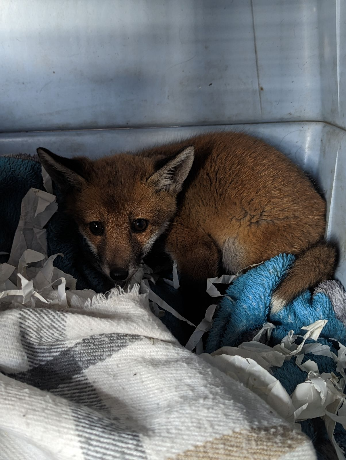 Orphaned Fox Cub abandoned on roadside with 'Help Me' note | News ...
