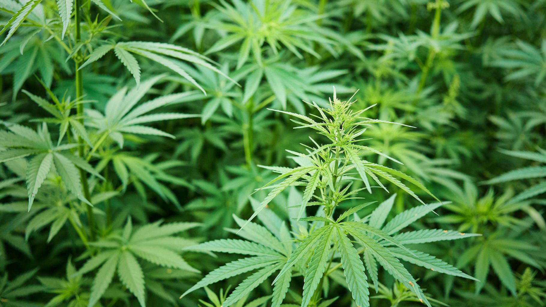 Police find cannabis farm on a house call in Nottingham | News ...