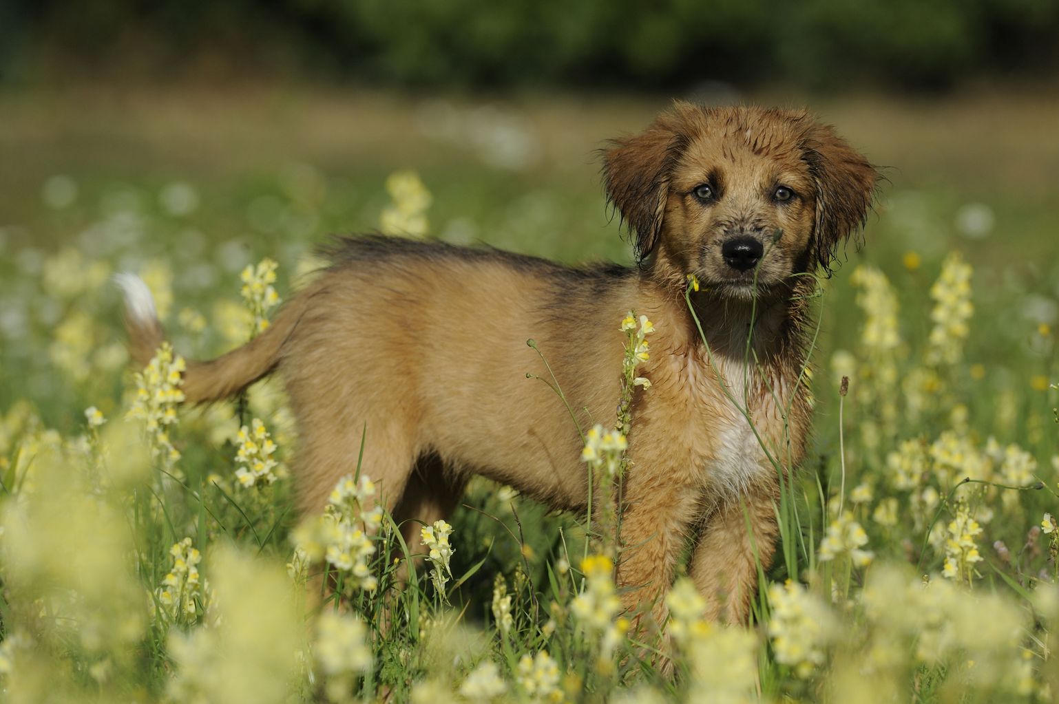 Cumbrian dog breeders urged to check if they need a licence News