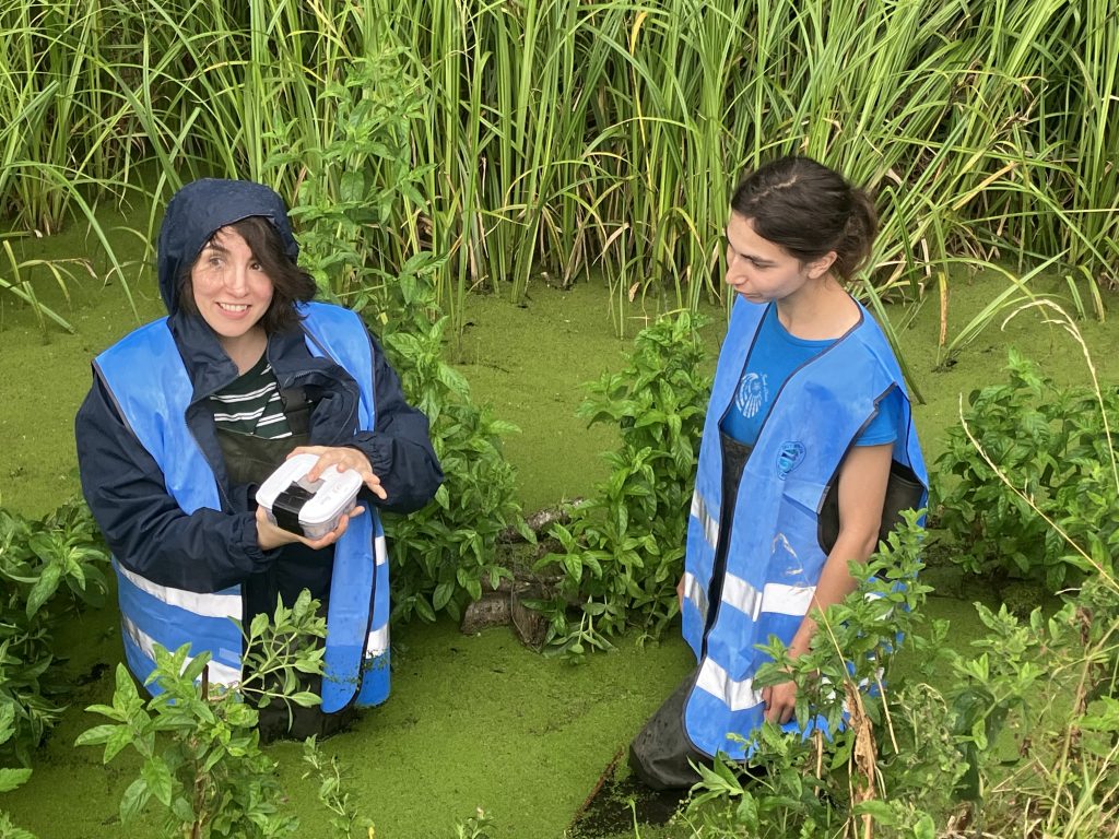 Weevils released into Stamford Millstream to help deal with invasive ...