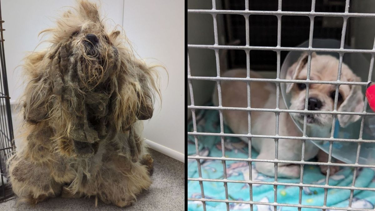 Appeal after abandoned dog "Pepper" left tied under bush in Liverpool ...