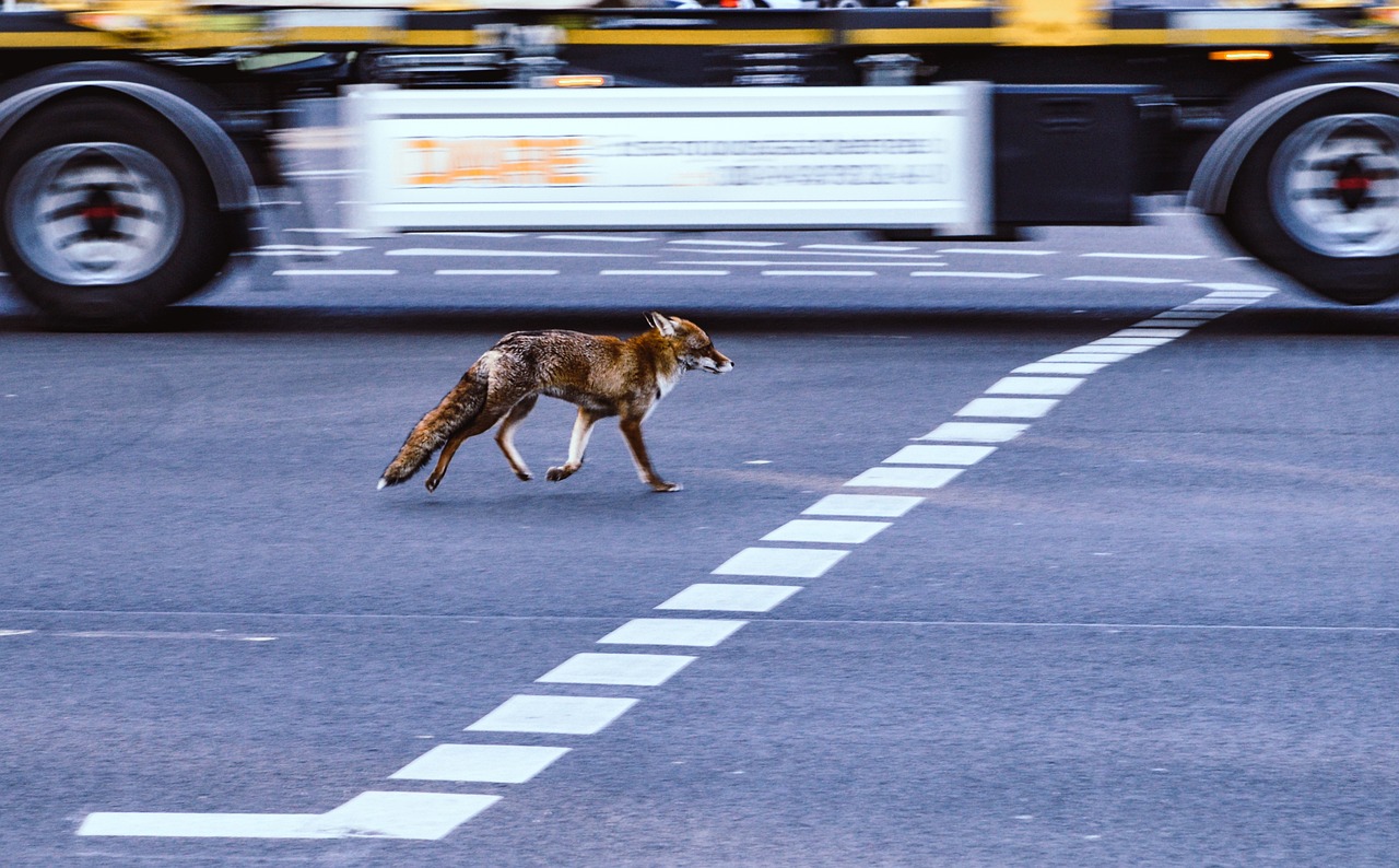 Urban foxes ‘bolder but not cleverer’ than rural cousins, study suggests