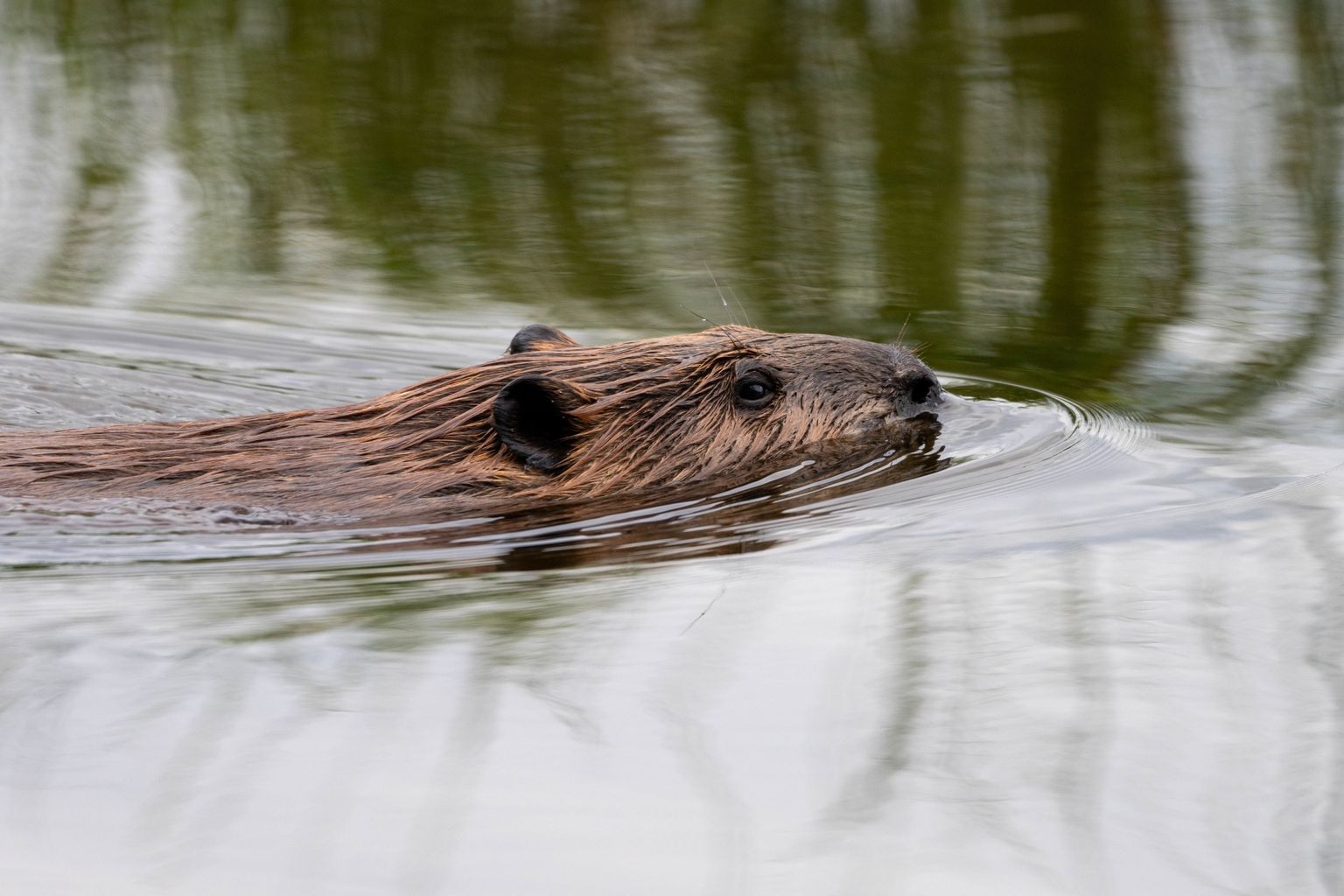 Exmoor beaver named after Mary Earps ahead of World Cup Final