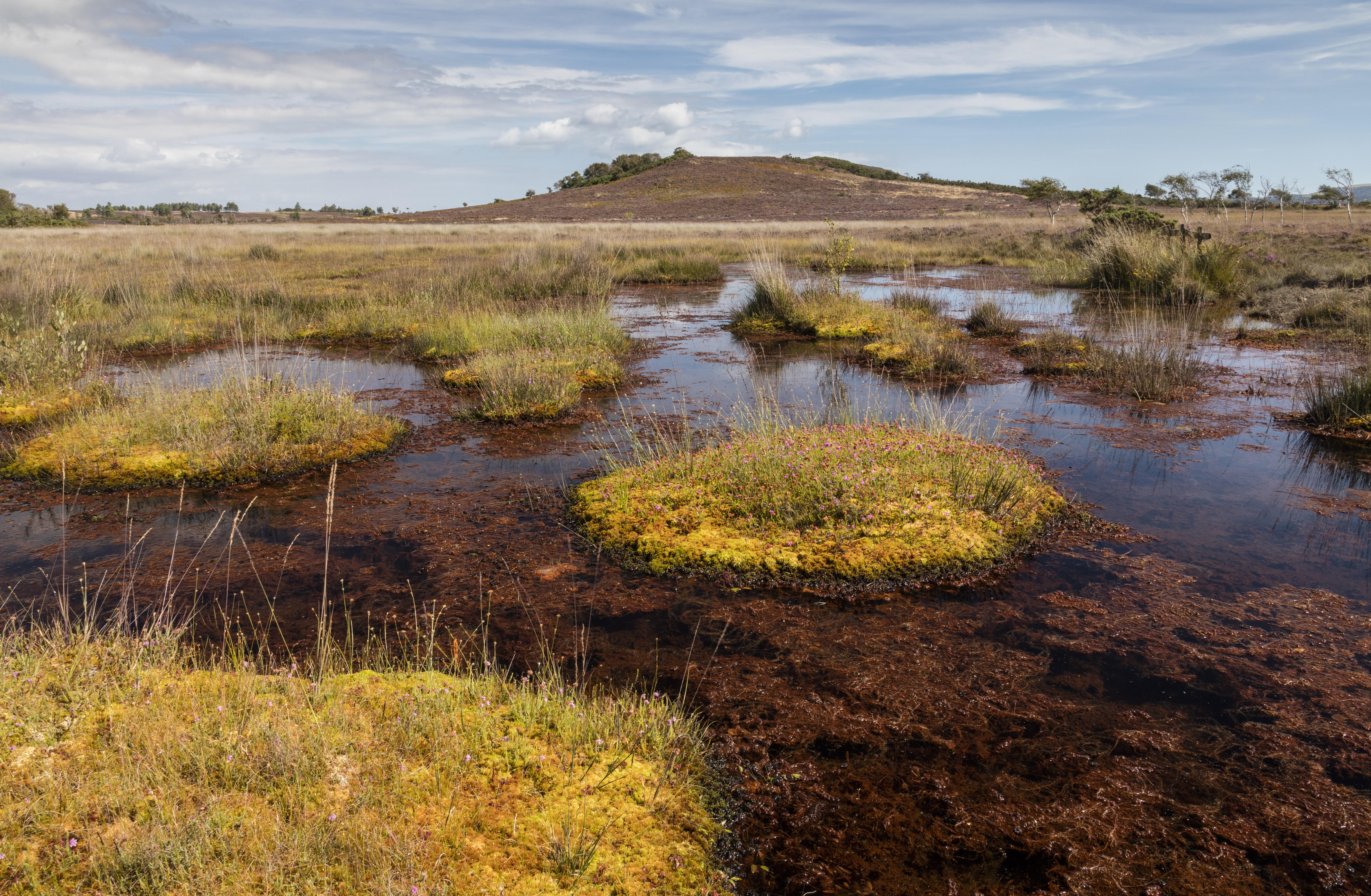 New wetland habitat to be created at Lytchett Matravers