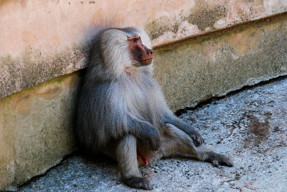 Monkey escapes from Paignton Zoo | News - Greatest Hits Radio (Devon)