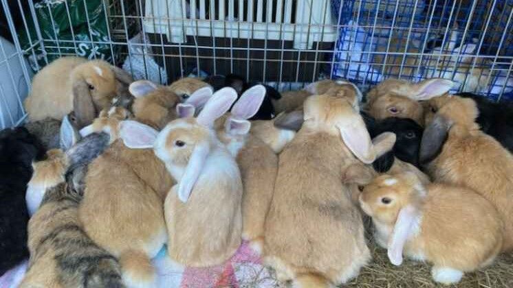 More than 80 rabbits and guinea pigs removed from 'squalid' house ...