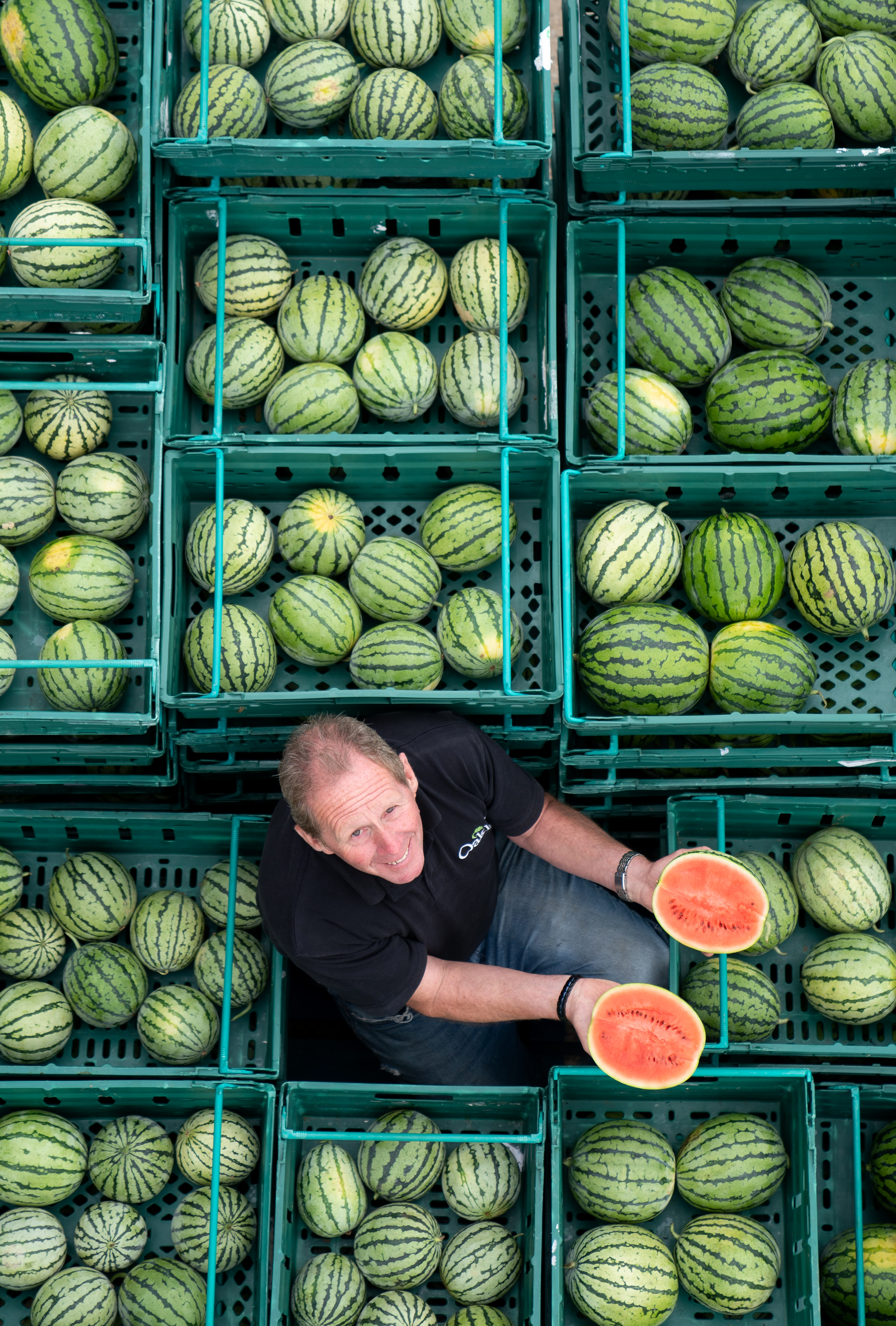 Record number of watermelons grown at farm in Wisbech | News - Greatest ...