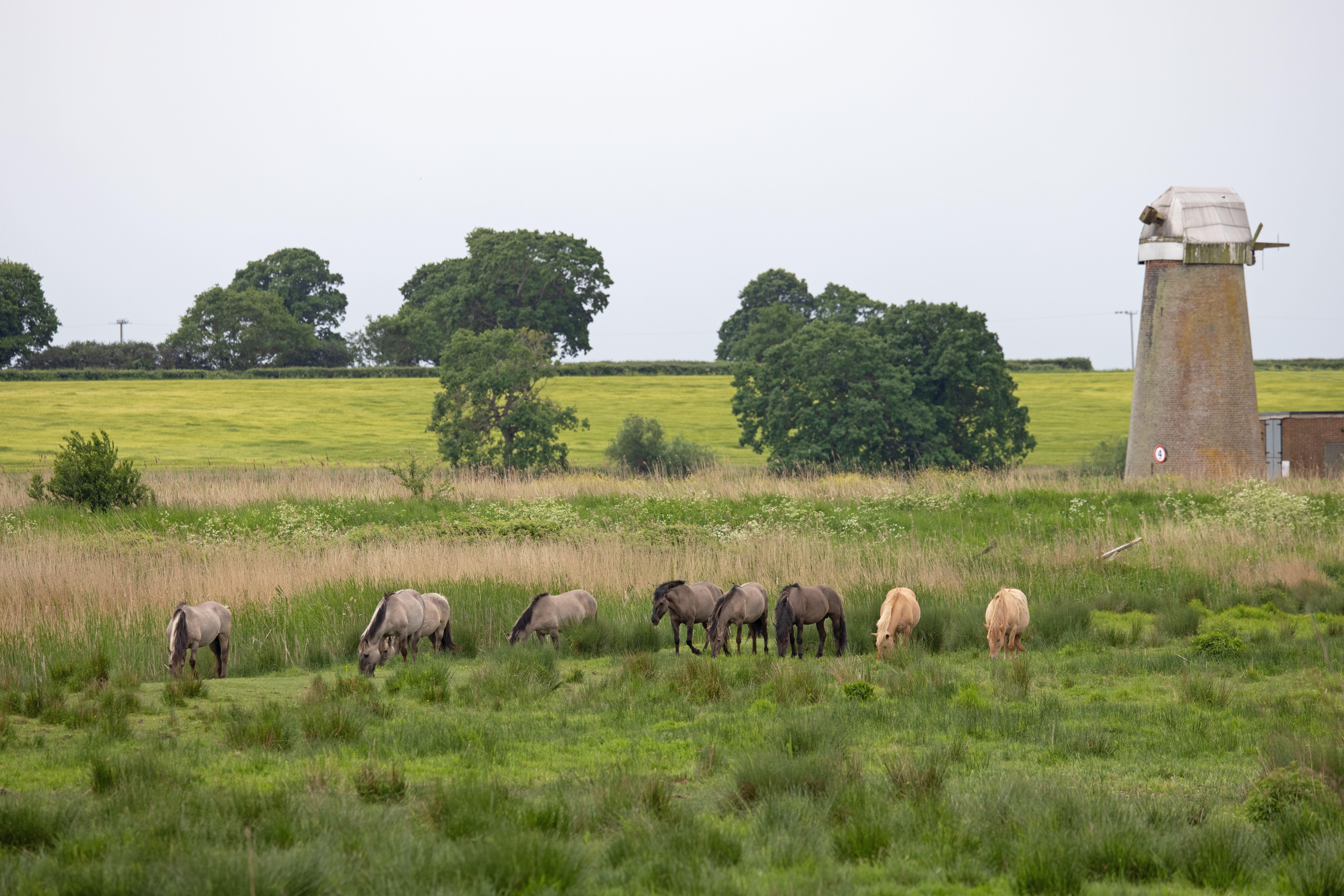 Major landscaping project on Norfolk marshland hopes to reduce flood ...