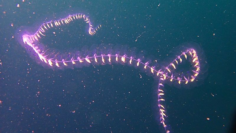 Rare sea creatures spotted off the Cornish coast
