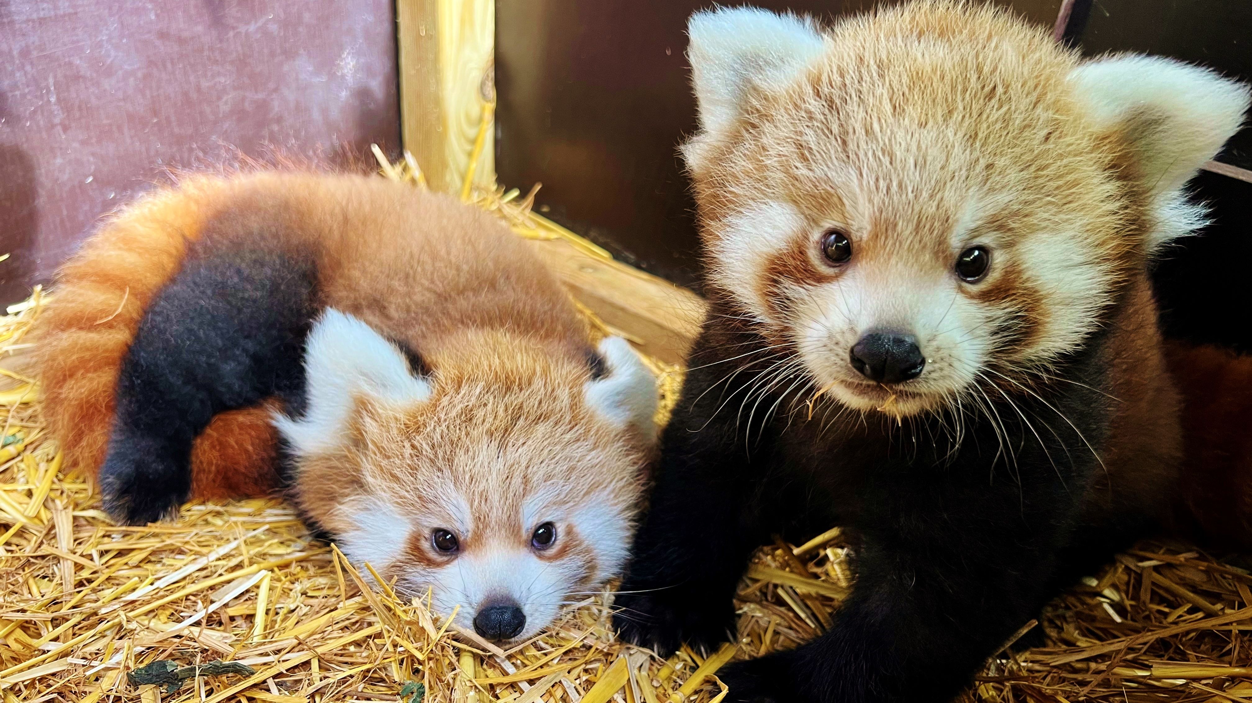Pair of rare red pandas born at Wiltshire's Longleat