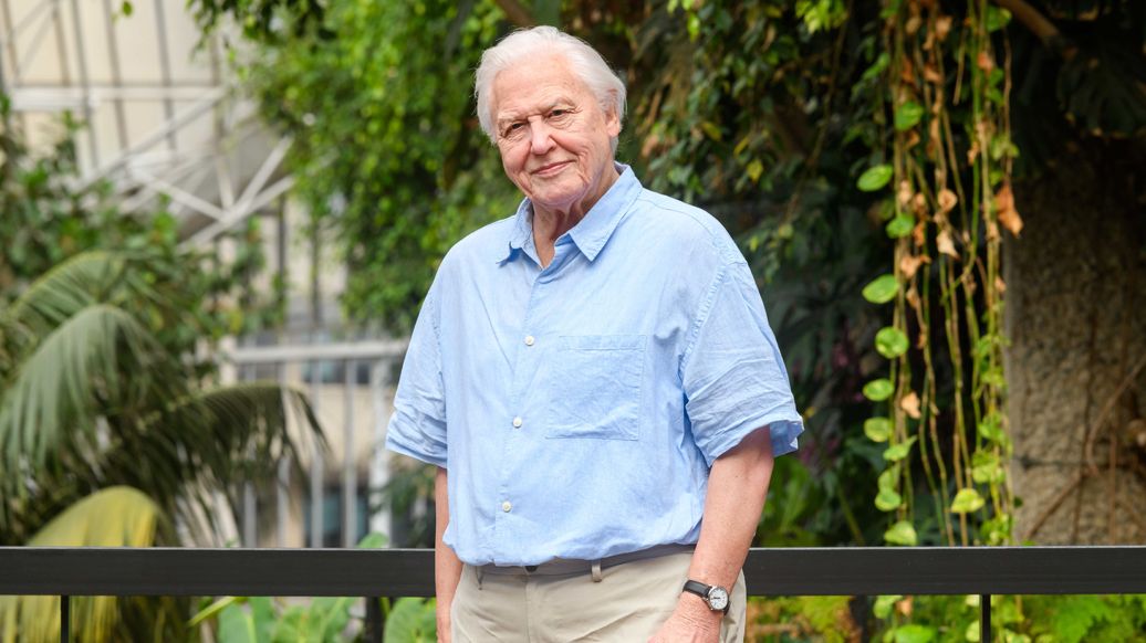 David Attenborugho New waxwork of Sir David Attenborough coming to Madame Tussauds