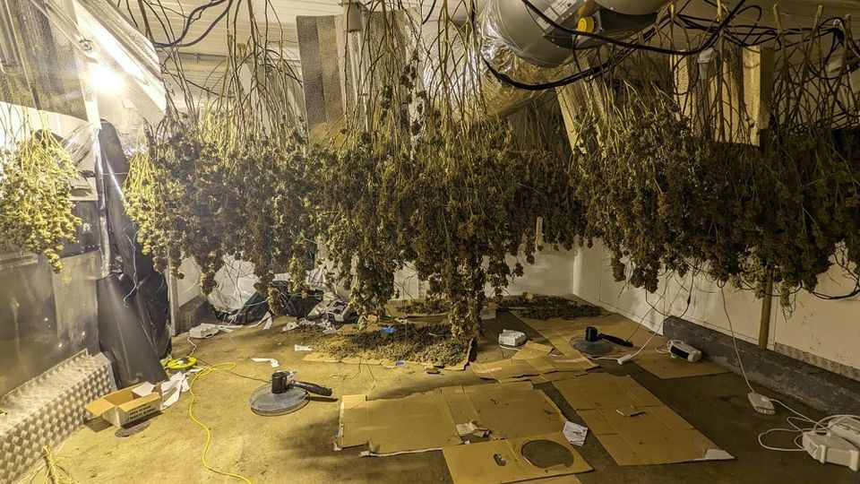Cannabis plants found at a disused building in Bodmin