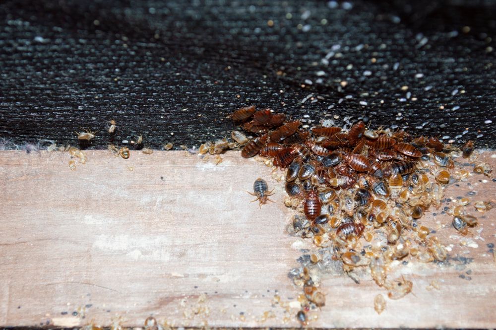 Insect infestation experts from Lincolnshire are facing a rush of calls ...