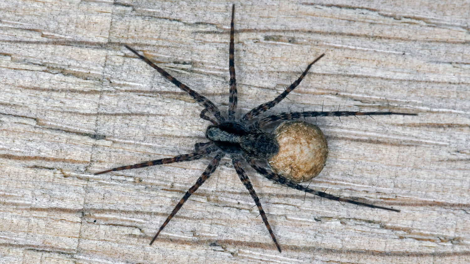 10 ways to spider proof your house