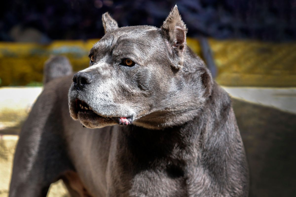 Woman and dog attacked by two other dogs at Rawmarsh in Rotherham