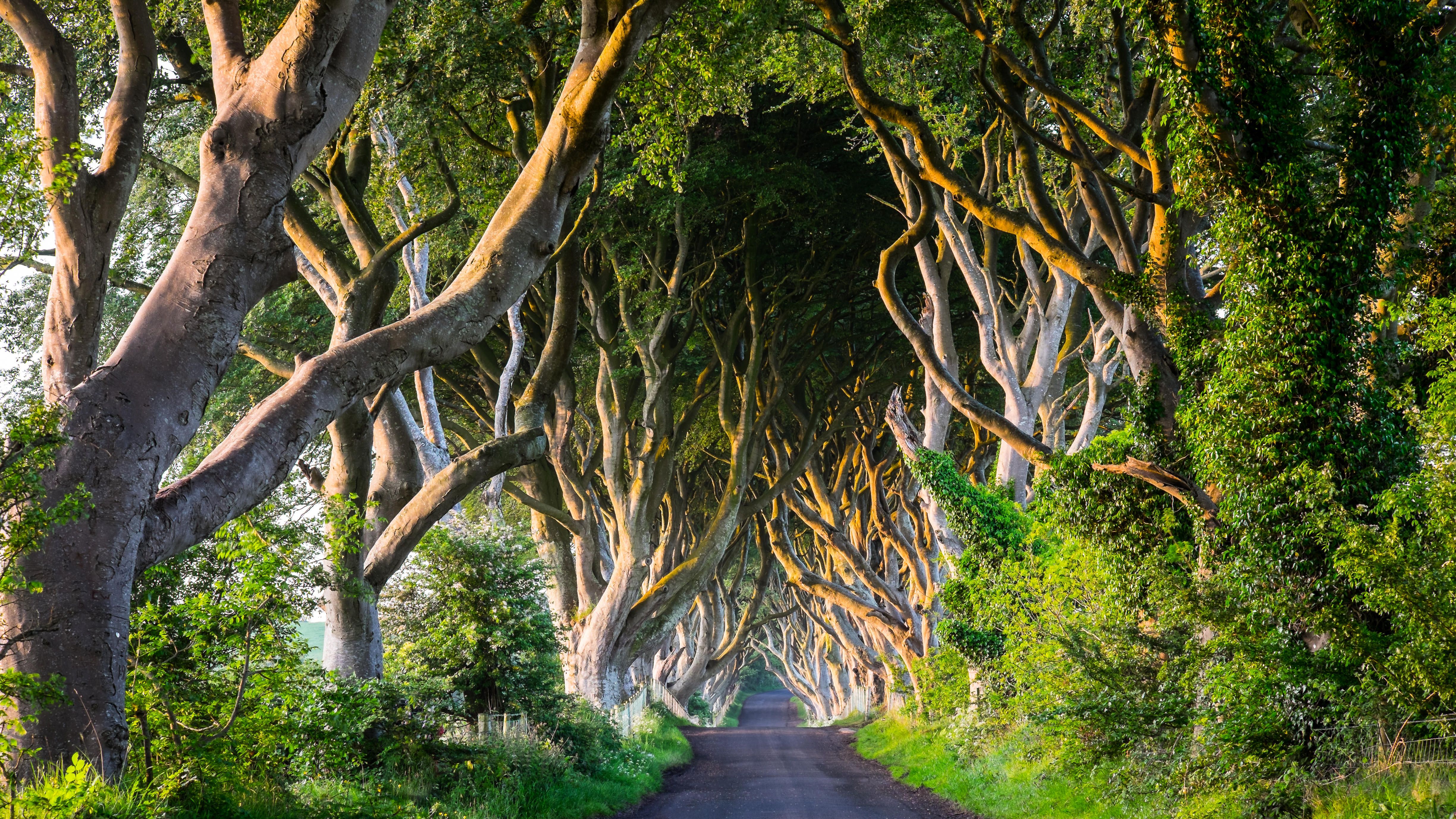 Six 'Dark Hedges' trees to be cut down later this month News